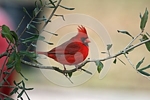 Cardinal