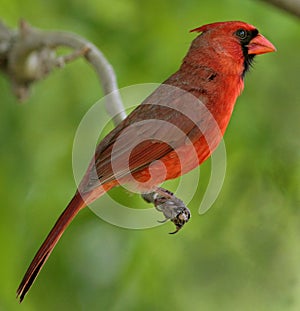 Cardinal