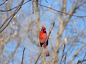 Cardenal 