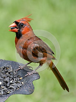 Cardinal