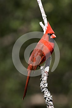 Cardinal