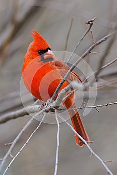 Cardinal 4b