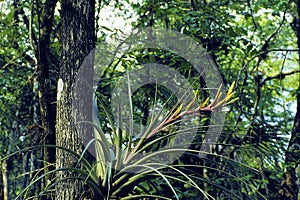 Cardinal Air Plant  24885