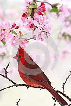 Cardinal Amid Spring Tree Blossoms