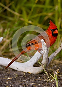 Cardinal on an antler