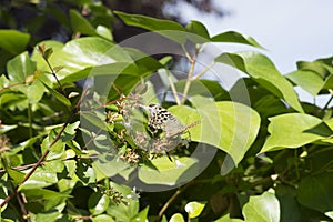 Cardinal, Argynnis pandora