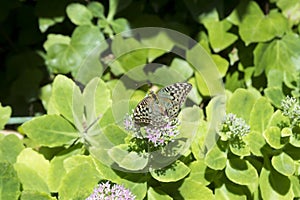 Cardinal, Argynnis pandora