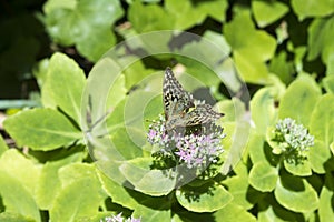 Cardinal, Argynnis pandora