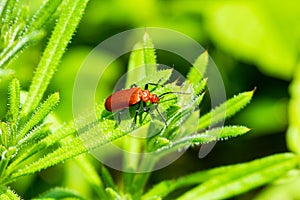 Cardinal beetle on goosegrass