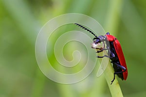 Cardinal Beetle Macro