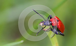 Cardinal Beetle Macro photo