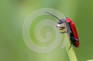 Cardinal Beetle Macro