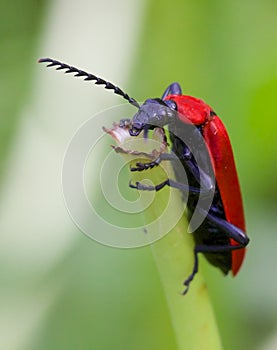 Cardinal Beetle Macro