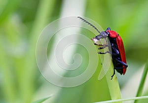 Cardinal Beetle Macro