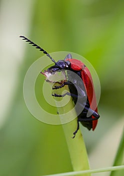 Cardinal Beetle Macro