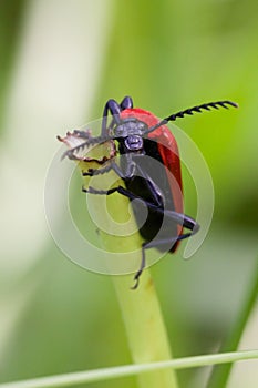 Cardinal Beetle Macro