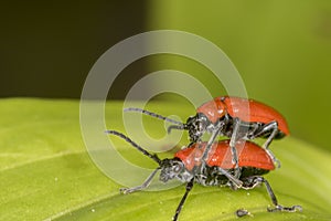 Cardinal beetle (Pyrochroa coccinea)