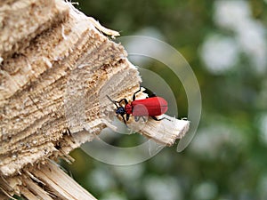 Cardinal Beetle