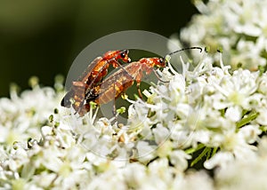 Cardinal Beetles Mateing