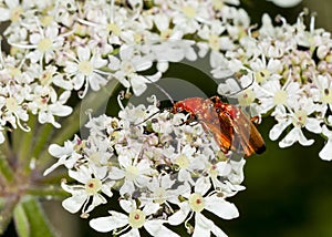 Cardinal Beetles Mateing