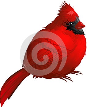 Cardinal bird