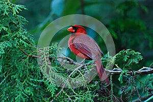 Cardinal Bird