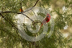 A cardinal bird on an evergreen tree