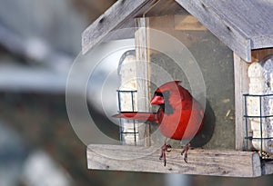 Cardinal at bird feeder photo