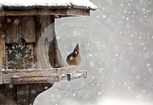 Cardinal at Bird Feeder