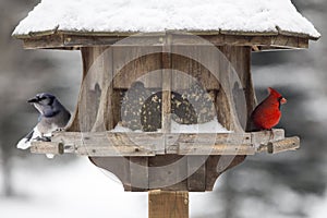 Cardinal at Bird Feeder