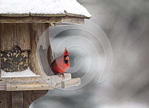 Cardinal at Bird Feeder