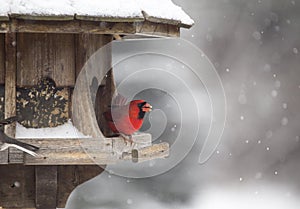 Cardinal at Bird Feeder