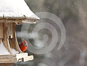 Cardinal at Bird Feeder