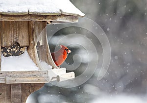 Cardinal at Bird Feeder