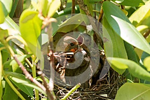 Cardinal bird feeding her babies in a birds nest