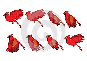 Cardinal Bird Flying Sequence