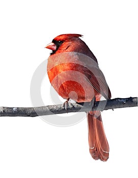 Cardinal Bird Male