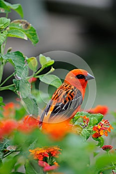 colorful bird