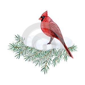 Cardinal bird sitting on fir tree branch with snow watercolor illustration for Christmas and New Year greeting cards