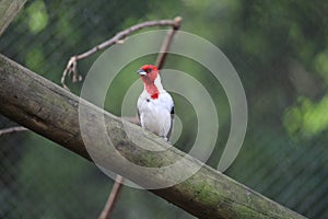 A cardinal bird standing on a wood photo
