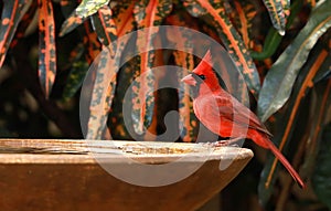 Cardinal bird visits a bird bath photo