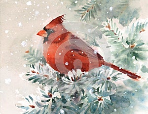 Cardinal Bird Watercolor Winter Illustration Hand Drawn