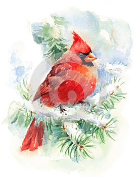 Kardinál pták akvarel ilustrace ruka namalovaný 