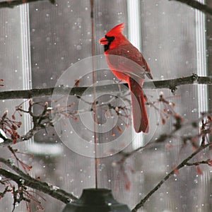 Cardinal on a branch while snowing