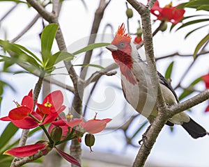 Cardinal Brazilian