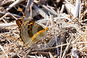 The cardinal butterfly, Argynnis Pandora