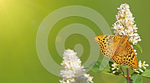 The cardinal butterfly, Argynnis Pandora on blooming white privet flowers