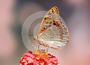 The cardinal butterfly, Argynnis Pandora, on a zinnia flower, side view