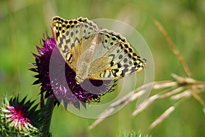 Cardinal butterfly on thystle