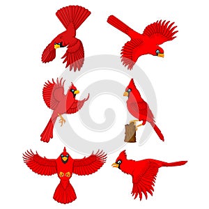 Cardinal cartoon set